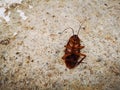 Died cockroach faceÃ¢â¬â¹up on theÃ¢â¬â¹ concreteÃ¢â¬â¹ floor